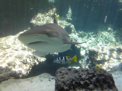 美ら海水族館_1
