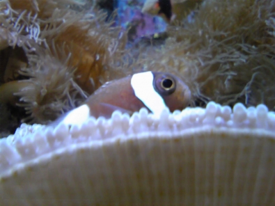 美ら海水族館_3