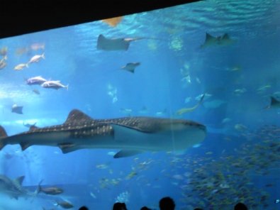 美ら海水族館_4