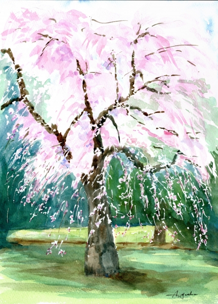 仙台市榴岡公園 しだれ桜 | レオくんの水彩スケッチ