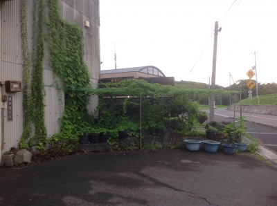 ゴーヤ