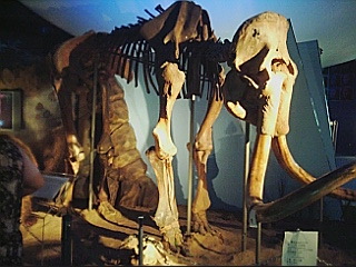 マンモスの全身骨格