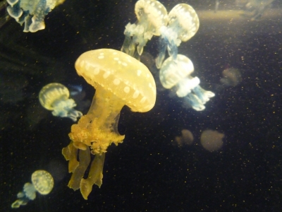 jellyfish