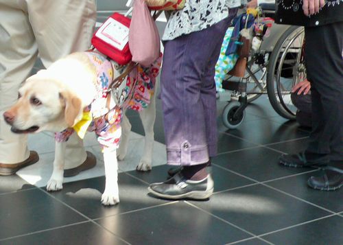 盲導犬7