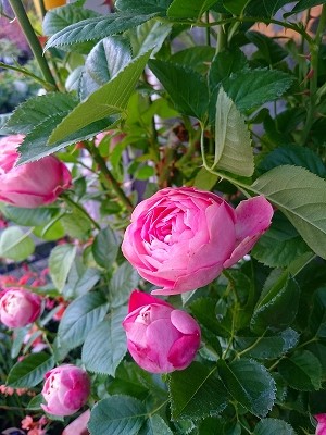 花が開いたらきっといい匂いに 青森 雑貨 ガーデニング 植物 多肉植物などいろいろ みちのく造園スタッフブログ 雑貨 ガーデン雑貨 多肉 観葉植物の紹介