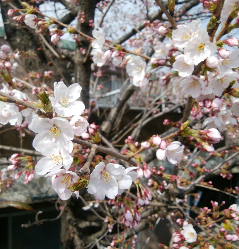 IMG_20190409_084317.jpg
