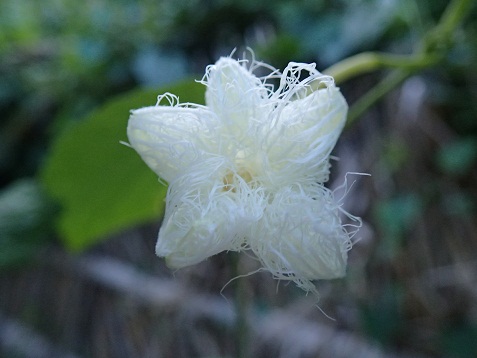 夏の夜に咲く花 八朗園長の 遊びをせんとや生まれけむ