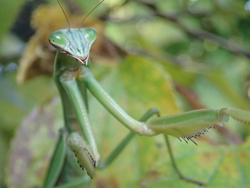 カマキリカッコイイ 八朗園長の 遊びをせんとや生まれけむ