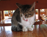 子猫