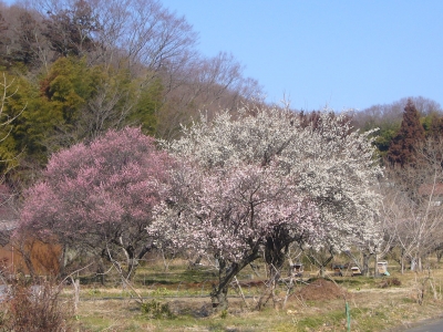 梅の花