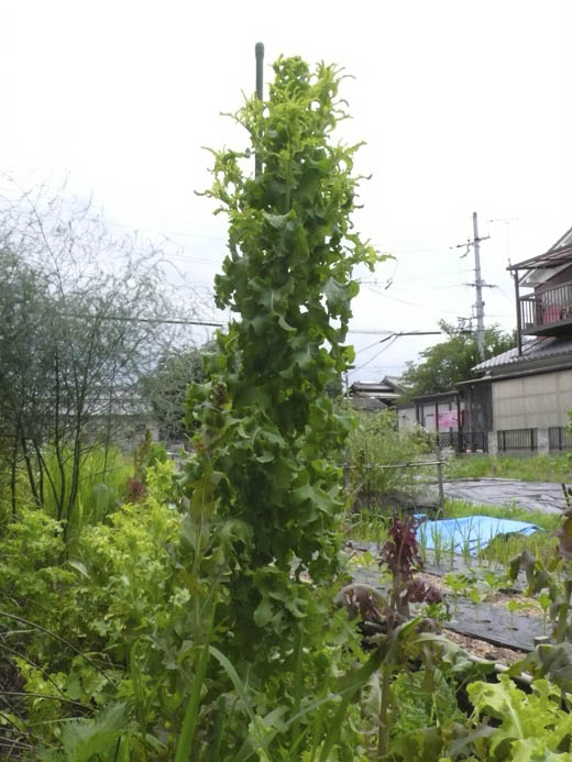 140709レタス.jpg