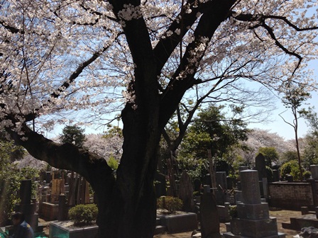 谷中霊園