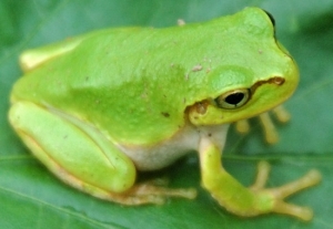 ¤«¤¨¤ë
