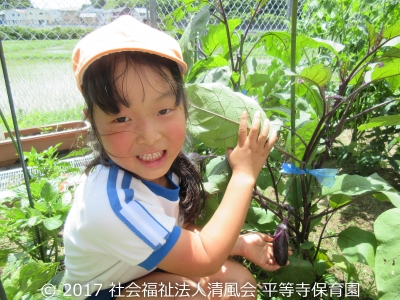 2017/06/30 夏野菜収穫