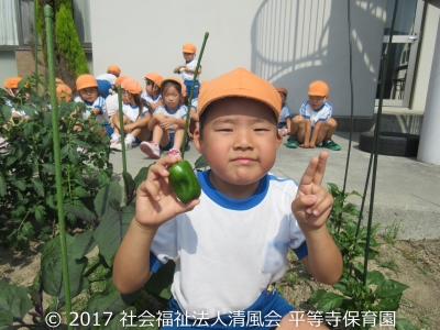 2017/06/30 夏野菜収穫