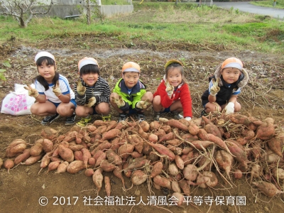 2017/11/14 芋ほり