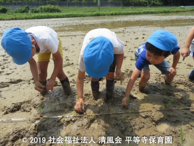 2019/06/25 田植え