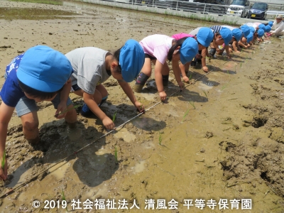 2019/06/25 田植え