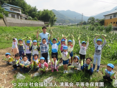 2019/07/17 トウモロコシ狩り