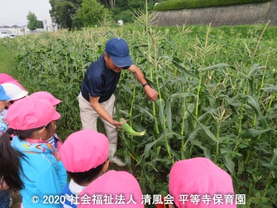 2020/06/29 とうもろこし狩り