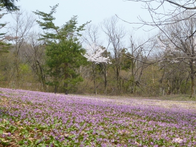 鮫が尾城址公園のカタクリの群生