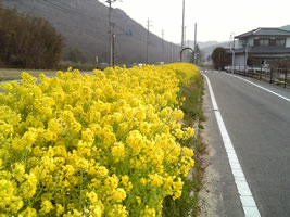 清水駅 菜の花