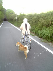 片鉄 犬