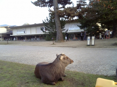 奈良国立博物館