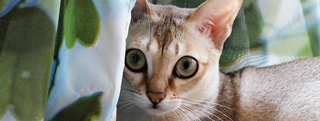 TOP-2011.08-2.jpg