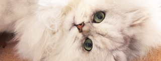TOP-2012.03-152.jpg
