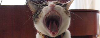 20130415_554787.jpg