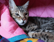 P2050004.gif