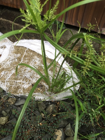 カヤツリグサ