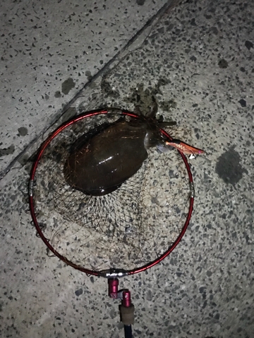 餌木つきイカ