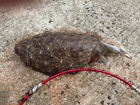 大きいコウイカ