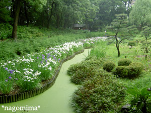 清澄庭園1