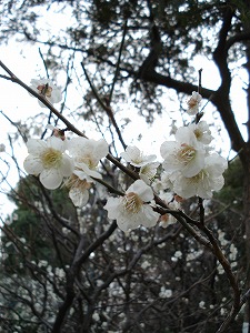 梅1