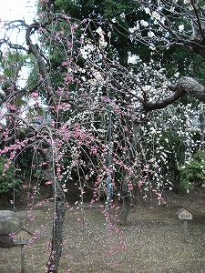 枝垂れ梅