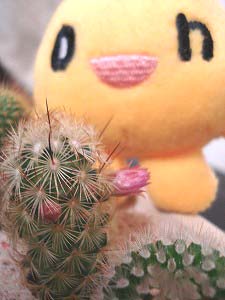 サボテン君 蕾