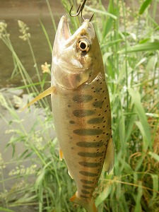 けるの釣った山女