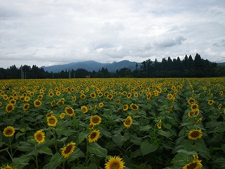 ひまわり畑