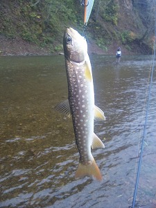 2010北海道 初アメマス