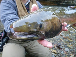 2010北海道 アメマスの顔