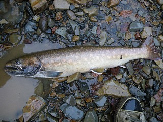 2010北海道 いい感じのアメマス