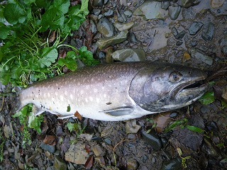 2010北海道 嫁の釣ったアメマス