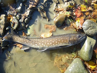 2010北海道 最終日のアメマス