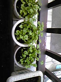 120629_0623~04.jpg