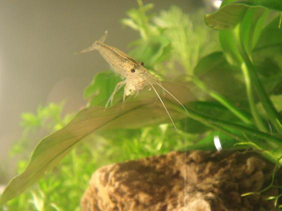 ebi