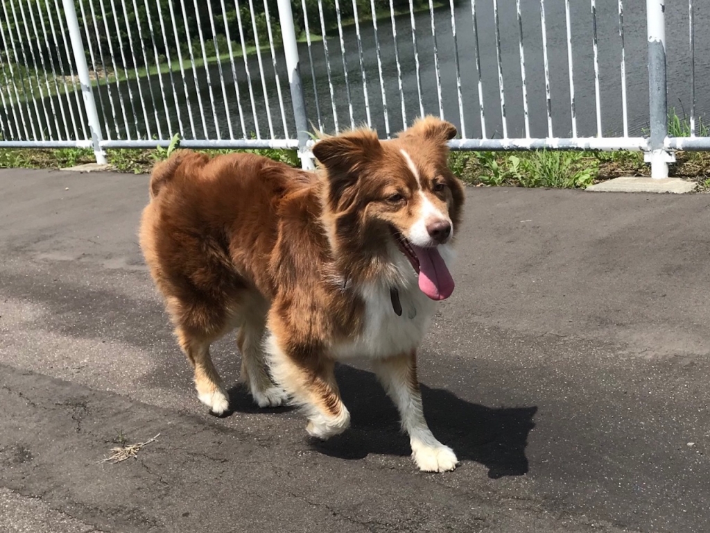 旭川市 ニッチちゃんを捜しています 北海道内迷子犬猫情報 捜索のご協力お願いします