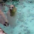 アザラシのジョー君